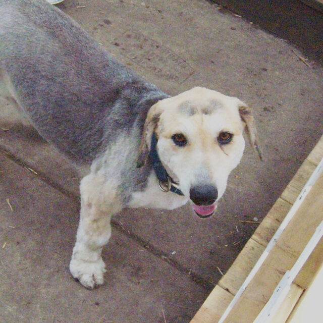 A mult-colored mixed breed dog looking past the camera.