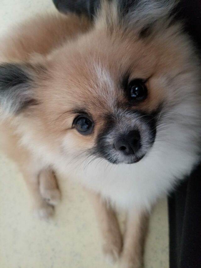 A sable-colored Pomeranian puppy looking up towards the camera.