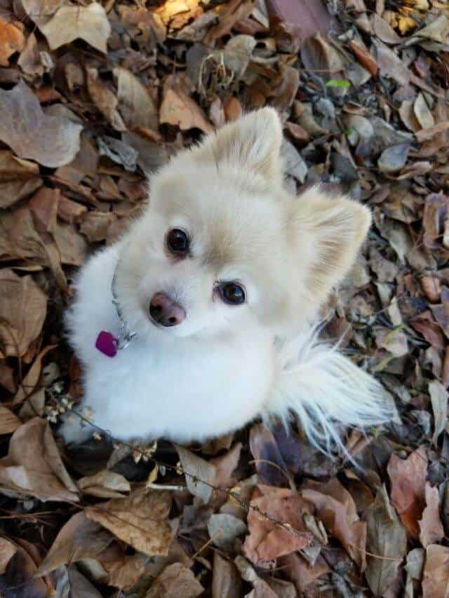 A light cream-colored Pomeranian sitting in a pile of autumn leaves and looking up at the camera.