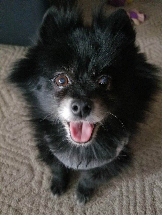 An older black Pomeranian with white fur around the snout, looking up at the camera with her mouth open resembling a smile.