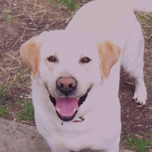 A yellow lab looking up at the camera appearing as though he is smiling.