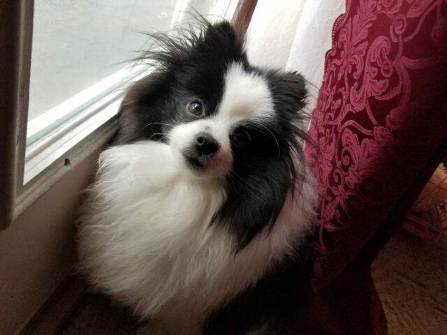 A parti-colored Pomeranian with white fur and black patches around the eyes looking up at the camera from behind a red curtain.